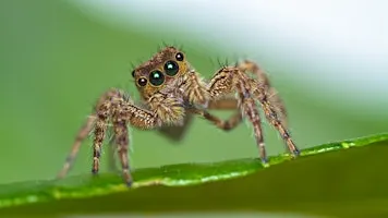 Naturalist Walk and Talk - Spiders