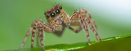 Naturalist Walk and Talk - Spiders