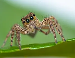 Naturalist Walk and Talk - Spiders