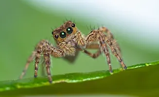 Naturalist Walk and Talk - Spiders