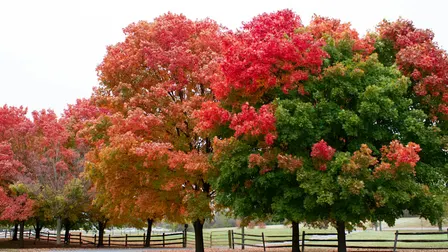 Fall Ecology Walk