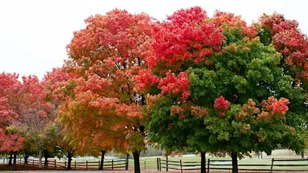Fall Ecology Walk