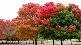 Fall Ecology Walk