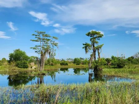Guided Walk: CREW Flint Pen Strand Trails (Yellow South Trail)