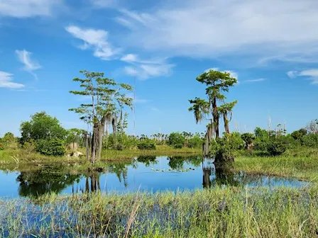 Guided Walk: CREW Flint Pen Strand Trails (Yellow South Trail)