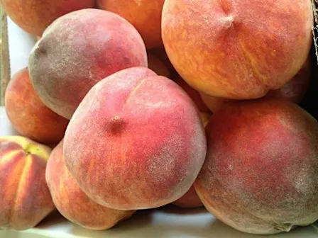 Fruit Trees for the Home Gardener - Mocksville