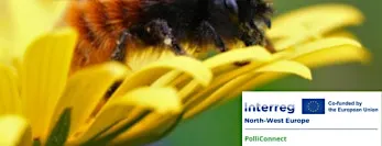 À la découverte des pollinisateurs (adolescents et adultes)