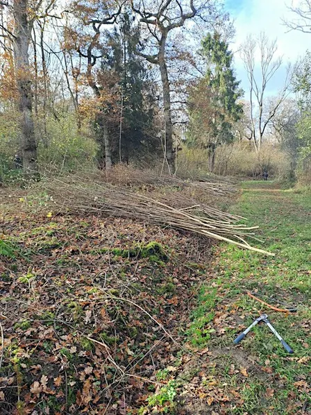 Traditional Woodland Skills: Coppicing and woodland management
