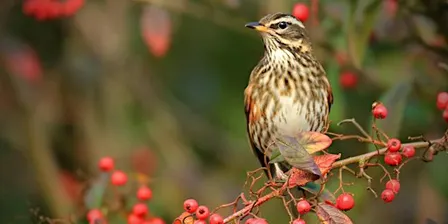 Birdwatching For Beginners - College Lake, Saturday 31 October