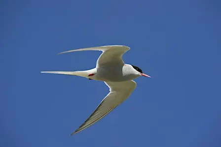 Walk: autumn migrant birds on the Fife Coast