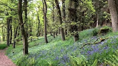Discovering Dunain Woods
