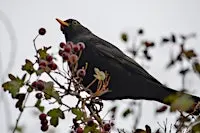 NWT Sweet Briar Marshes - Foray into winter folklore (Adult event)