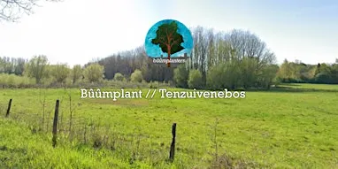 Bûûmplant // Tenzuivenebos (vr- vm)