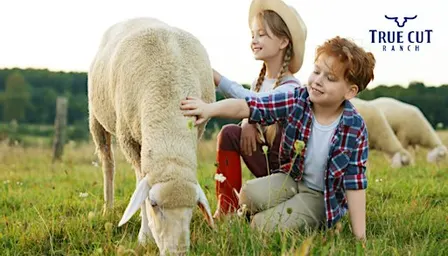Farm tour with animal interaction: pigs, cows, sheep, poultry,  and more!