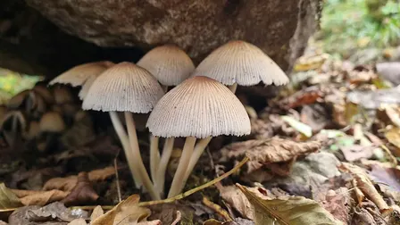 Members Exclusive Fungi Foray