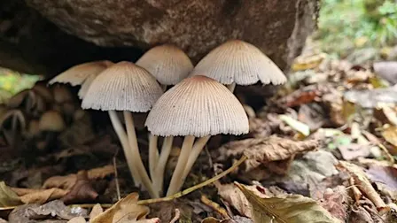 Members Exclusive Fungi Foray