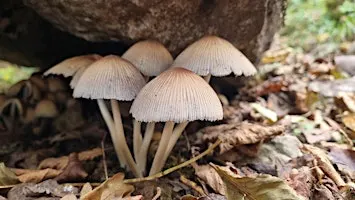 Members Exclusive Fungi Foray