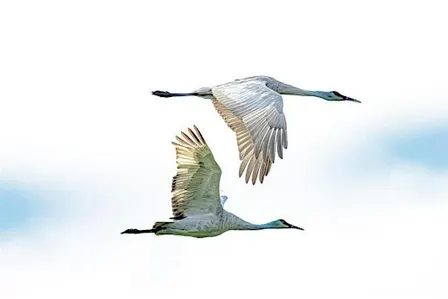Crane Tour of October 18th, 2026