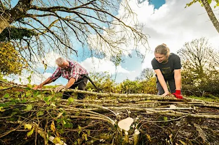 Hedgelaying Course Conservation Style