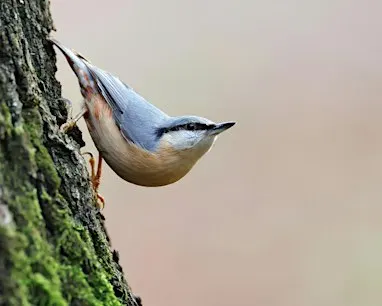 Queer Birders Club September: Stimpson Nature Reserve