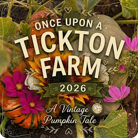 Pumpkin Picking At Tickton Farm