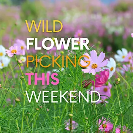 Wild Flower and Sunflower Picking