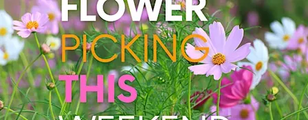 Wild Flower and Sunflower Picking