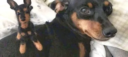 Needle Felt Your Dog