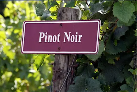 The Many Shades of Pinot Noir