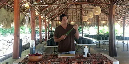 (In-Person only at KOKA Kalihi) Lāʻau Lapaʻau Workshop