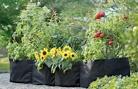 Small Space, Big Harvest: Growing Food in Fabric Grow Bags