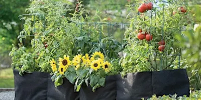 Small Space, Big Harvest: Growing Food in Fabric Grow Bags