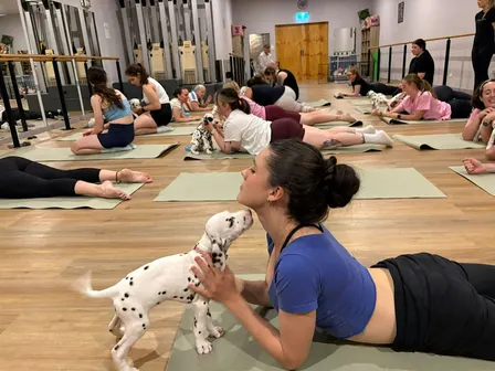 Ballarat Dalmatian Puppy Yoga Class