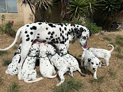 Ballarat Dalmatian Puppy Yoga Class