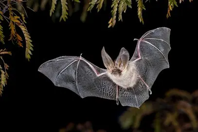 Haslingfield Bat Walk