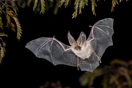 Haslingfield Bat Walk
