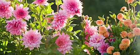 A Day of Dahlias and Propagation at Salthrop