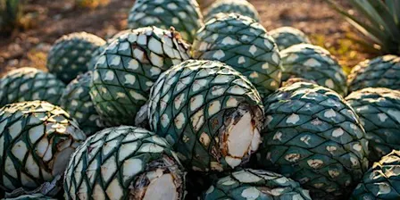 Spirits Class: Tequila - Tradition and Innovation