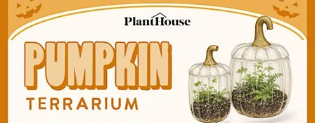 Pumpkin Terrarium Workshop