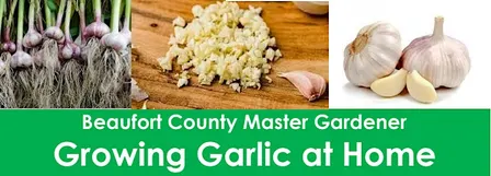 Growing Garlic at Home