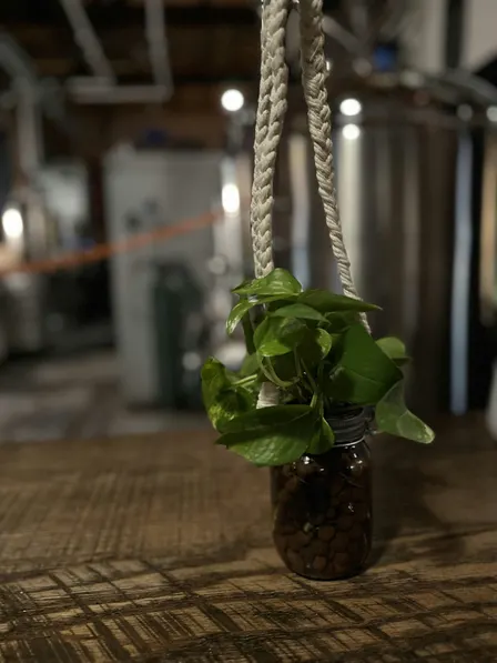 Tonics & Hydroponics