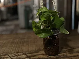 Tonics & Hydroponics