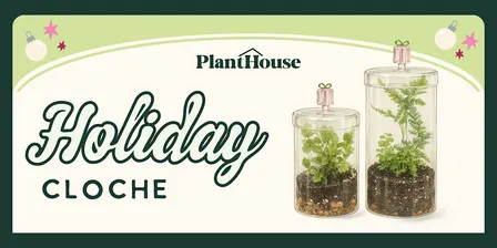 Holiday Terrarium Workshop