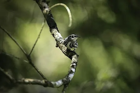 Guided Birding Walk: Spring Migration