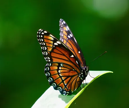 Guided Walk: CREW Marsh Trails (Green Trail)