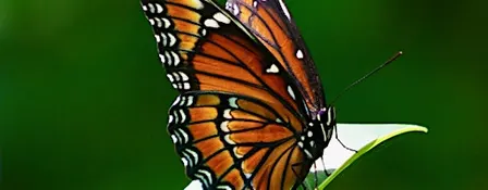 Guided Walk: CREW Marsh Trails (Green Trail)