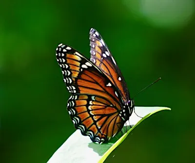 Guided Walk: CREW Marsh Trails (Green Trail)