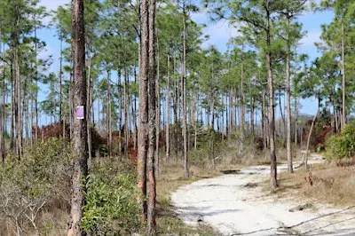 Guided Walk: CREW Flint Pen Strand Trails (Purple Trail)