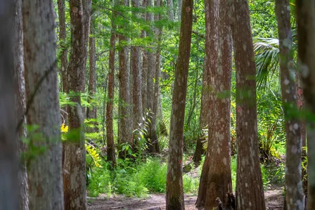 Guided Walk: CREW Cypress Dome Trails (Yellow/Green Trail)