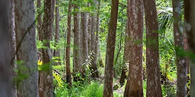Guided Walk: CREW Cypress Dome Trails (Yellow/Green Trail)